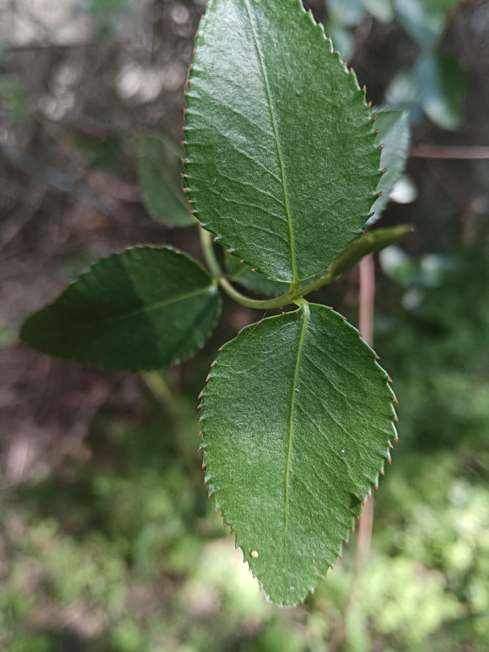 Colliguay - Coliguaja odorifera - hoja